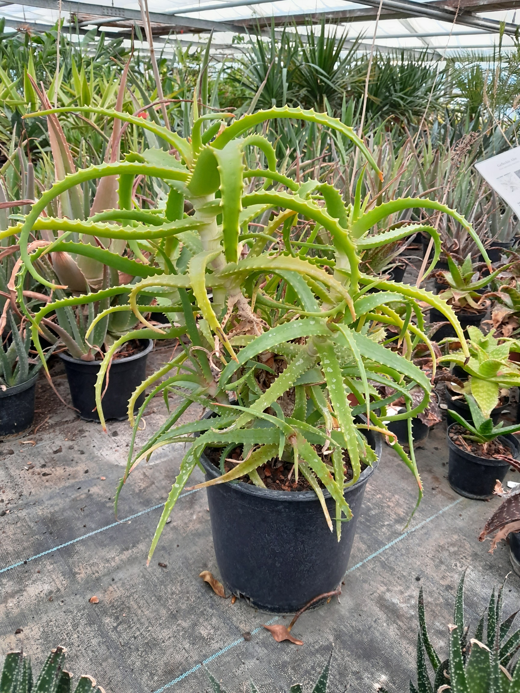 Aloe arborescens 60cm - BIO